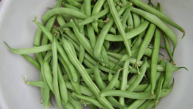 how-do-you-freeze-fresh-green-beans