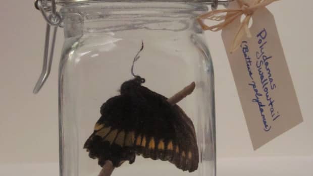how-to-make-a-butterfly-jar