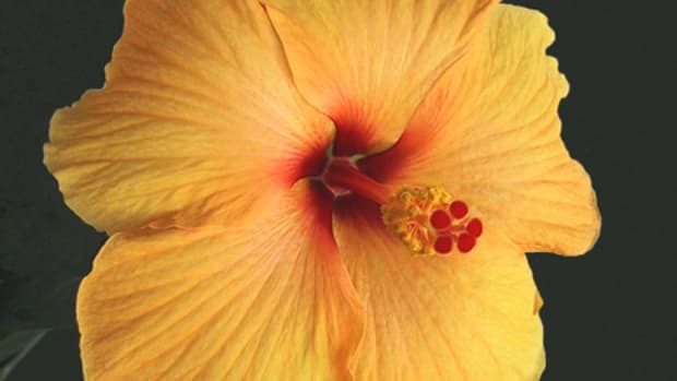 hardy-hibiscus-tropical-hibiscus-and-rose-of-sharon