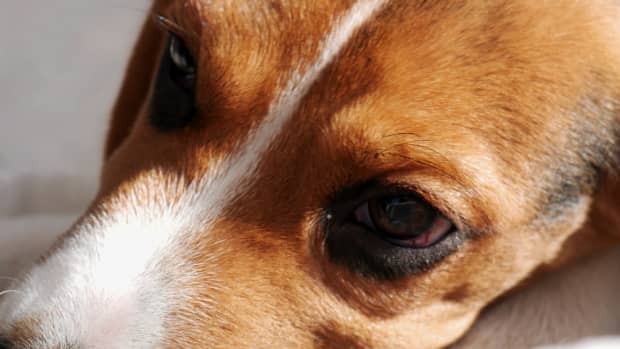 how-to-use-monistat-to-treat-ear-infections-in-dogs