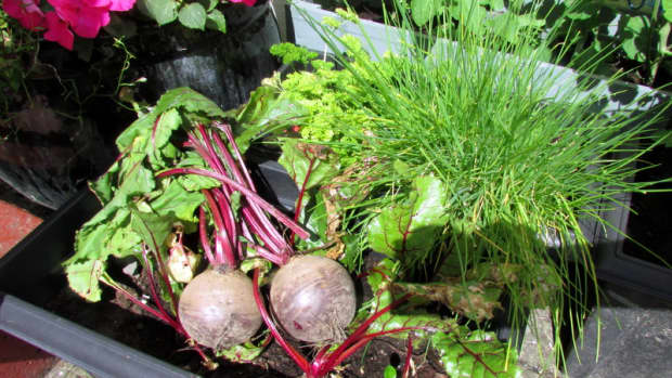 how-to-grow-beetroot-in-the-garden-in-containers-gardening-vegetables-beet-seeds-when-to-harvest-beets
