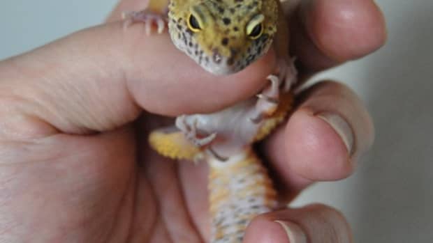how-to-make-a-house-for-your-pet-lizard