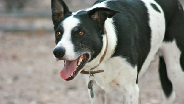 Pros and Cons of Choosing a Border Collie as a Pet - PetHelpful