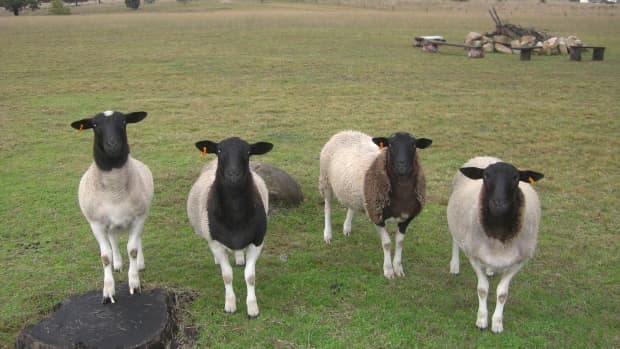 sheep-to-have-them-as-pets-hints-and-tips-pros-and-cons