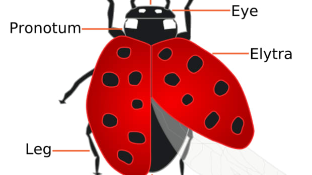 ladybugs-facts