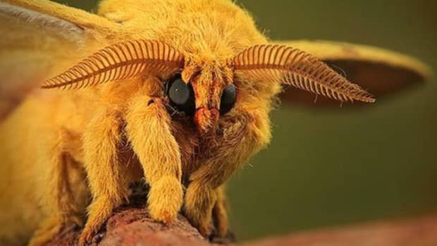 5-badass-bugs-that-you-should-have-nightmares-about