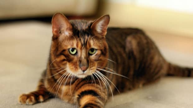 toygers-one-of-the-cutest-cat-breeds-ever