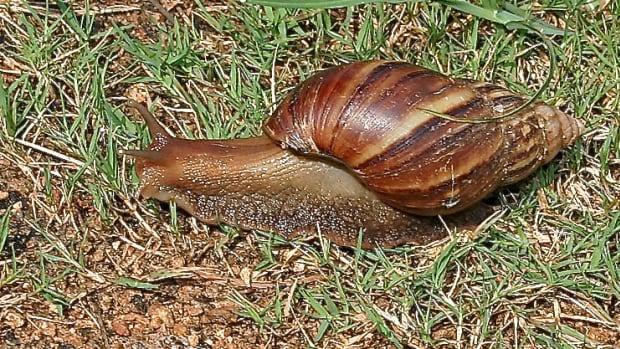 fascinating-mollusks-giant-african-and-new-zealand-land-snails