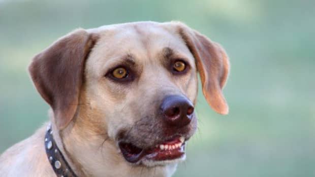the-labrador-retriever-history-facts-and-information