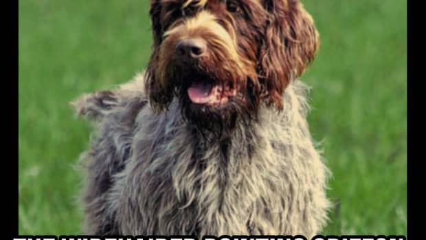 the-wirehaired-pointing-griffon-a-guide-for-owners