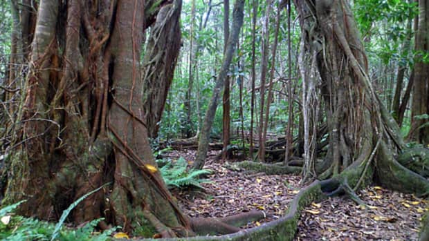 hidden-hawaii-kalopa-native-forest-state-park-and-recreation-area-on-the-big-island