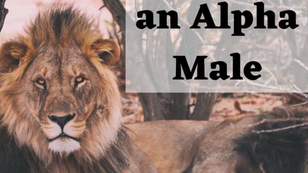 how-to-be-an-alpha-male-typical-characteristics-personality-traits-and-behavior-of-an-alpha-male