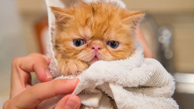 bathing-cats