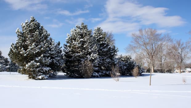 how-to-protect-new-trees-in-winter