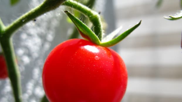 living-with-a-tomato-intolerance-or-tomato-allergy