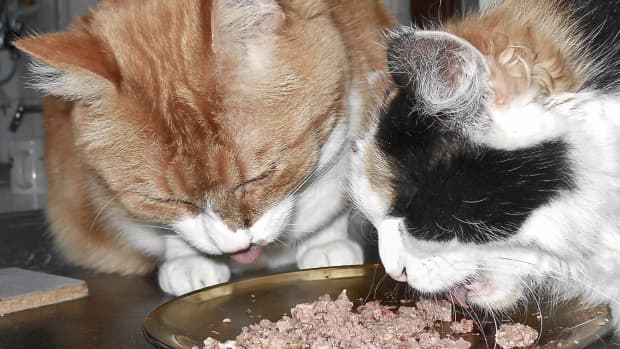 what-kind-of-cat-food-should-i-feed-my-cat