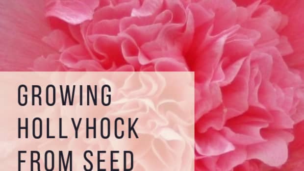 how-to-grow-hollyhock-flowers-from-seed