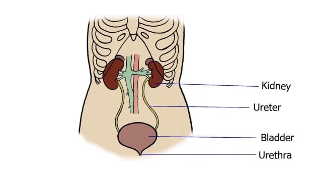 the-urinary-system-how-the-nephron-works-in-urine-formation