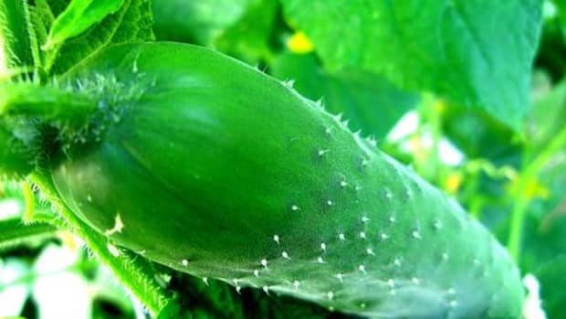 companion-plants-for-cucumbers