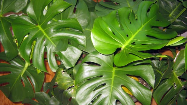 easy-house-plant-swiss-cheese-plant-or-monstera-deliciosa