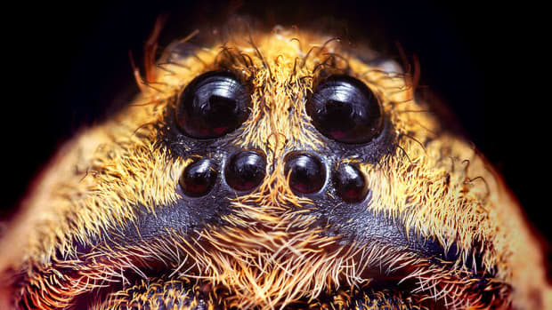 beautiful-spider-pictures