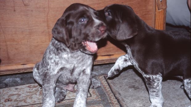 the-basics-on-german-shorthaired-pointer-dogs