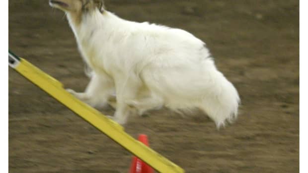 when-is-your-agility-team-ready-to-trial-the-pitfalls-of-competing-too-early-in-dog-agility