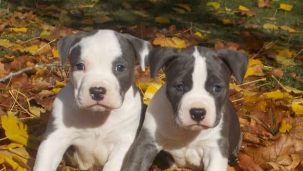 american-staffordshire-pit-bull-terrier-puppies
