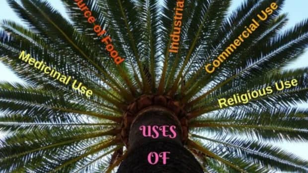 the-various-uses-of-date-palm-tree