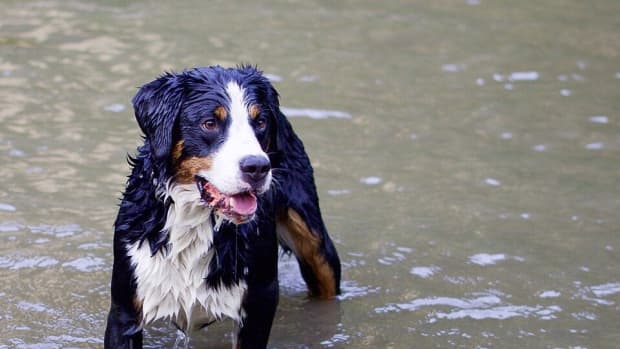 leptospirosis-an-increasing-problem-in-dogs