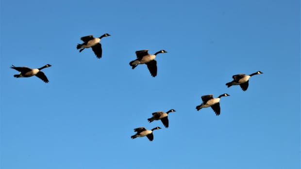 the-canada-goose-facts-and-information