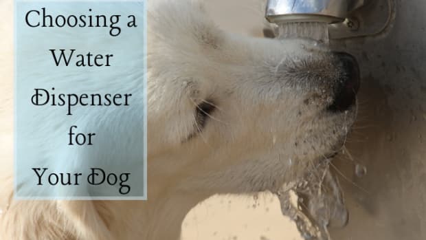 how-to-choose-the-best-dog-water-dispenser
