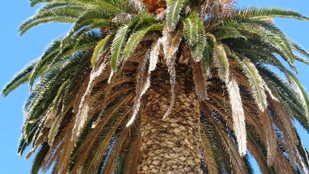 how-to-identify-species-of-palm-trees