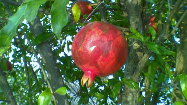 Zone d'arbre aux fruits 8b