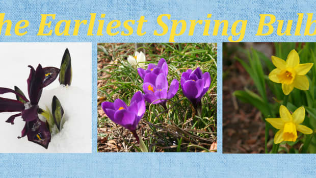 earliest-blooming-spring-bulbs