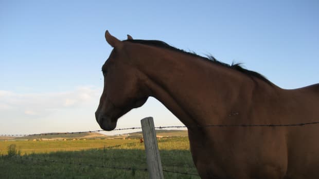 how-to-ride-bareback-on-a-bony-horse