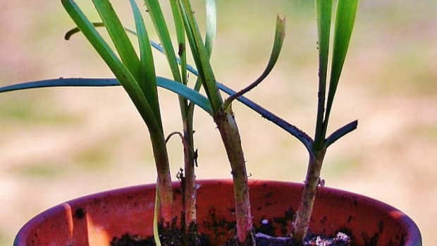potting-chives