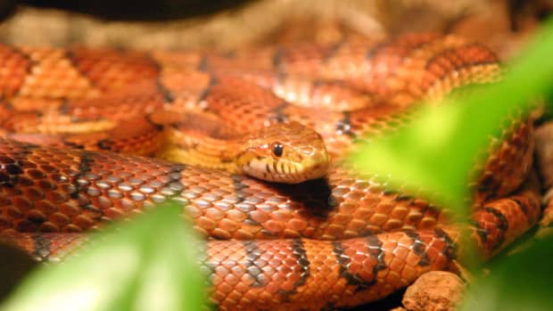 Best Pet Snake Species for Children and Beginners - PetHelpful