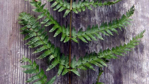 houseplants-easy-to-find-easy-care-ferns