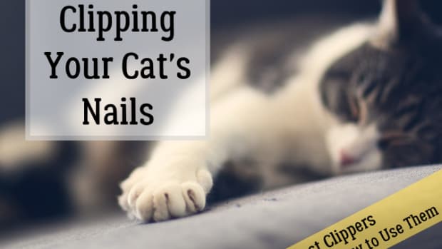 the-best-cat-nails-clipper