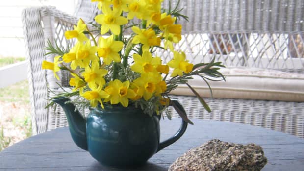 dwarf-daffodil-a-tiny-early-spring-flower