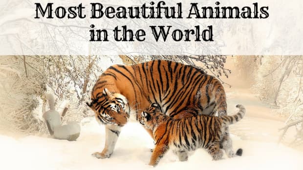 top-10-most-beautiful-animals-in-the-world
