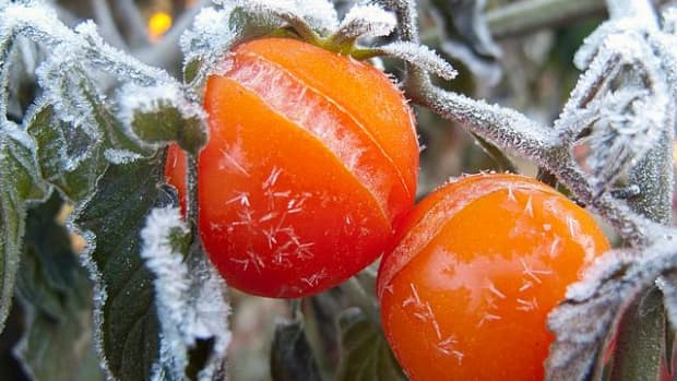 how-to-protect-tomatoes-peppers-and-eggplant-from-frost