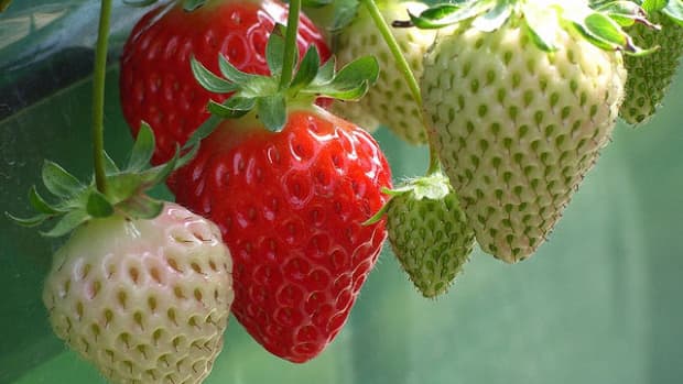 growing-strawberry-plants-in-pots-and-with-space-limitations