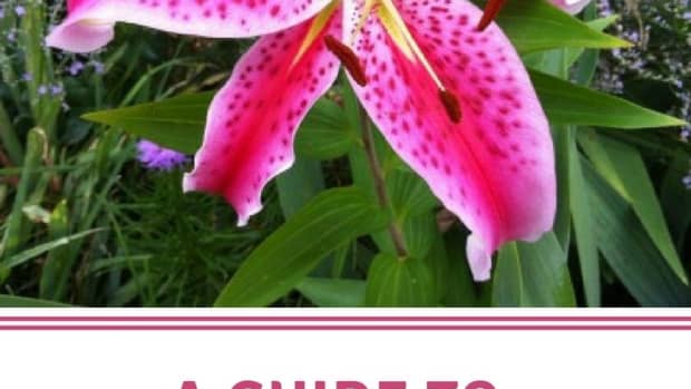 guide-to-growing-stargazer-lilies