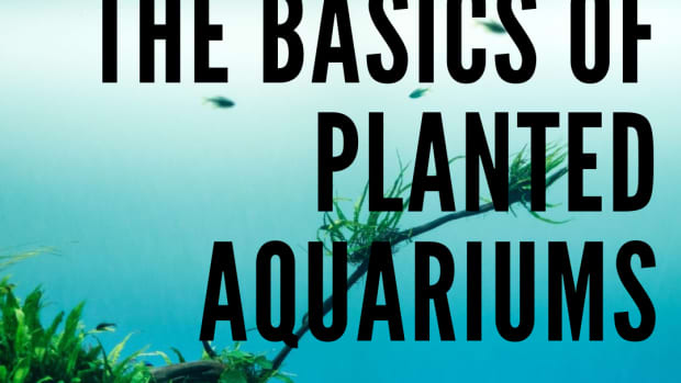 the-basics-of-a-planted-aquarium