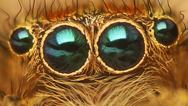spider-eyes