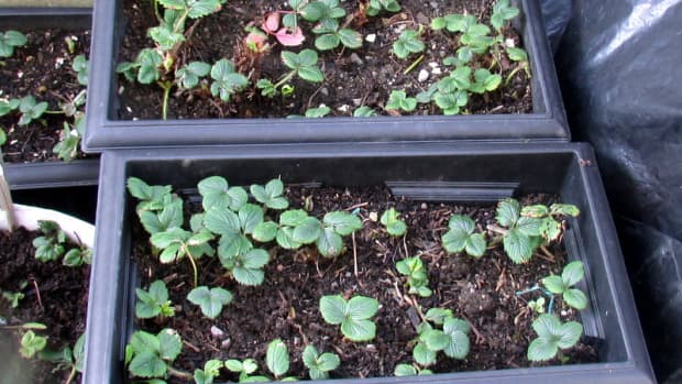 how-to-grow-strawberries-in-a-small-garden-plant-strawberry-planting-growing-gardening-plants-containers-pots-when