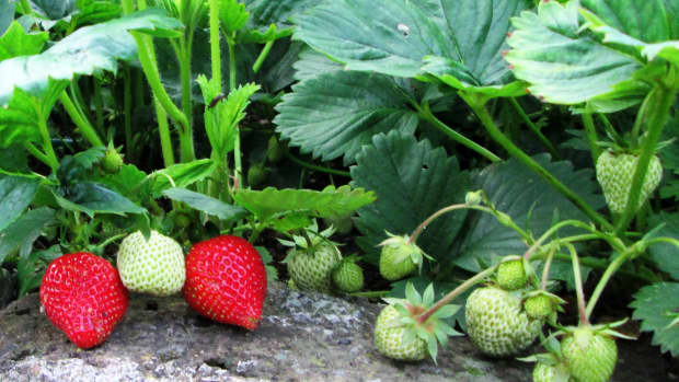 how-to-grow-strawberries-in-a-small-garden-plant-strawberry-planting-growing-gardening-plants-containers-pots-when