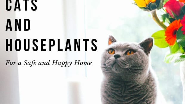 how-to-choose-cat-friendly-plants
